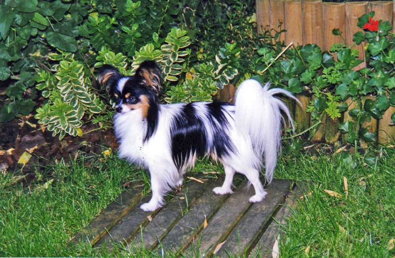 Rimsky Des peluches de la coulee verte